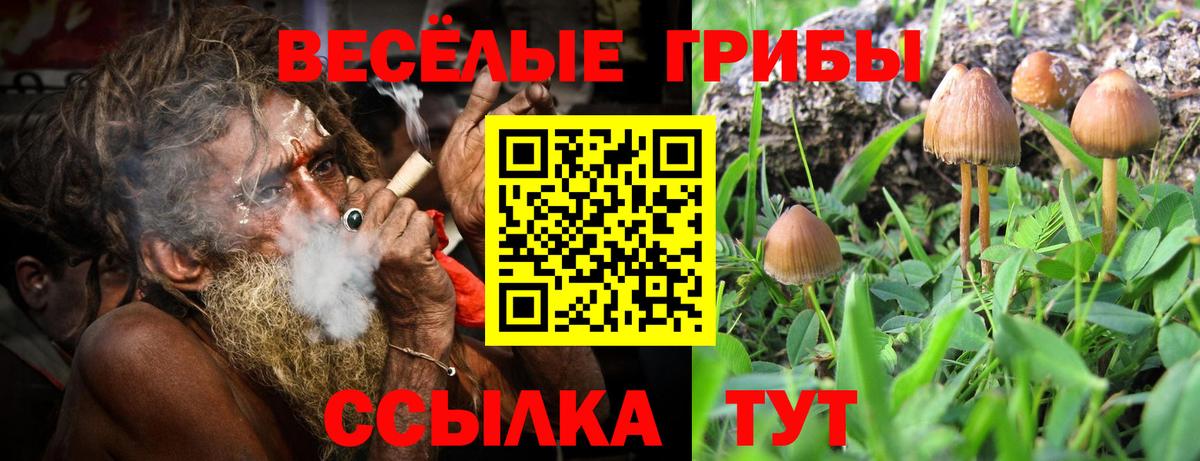 Псилоцибиновые грибы Psilocybe Канаш